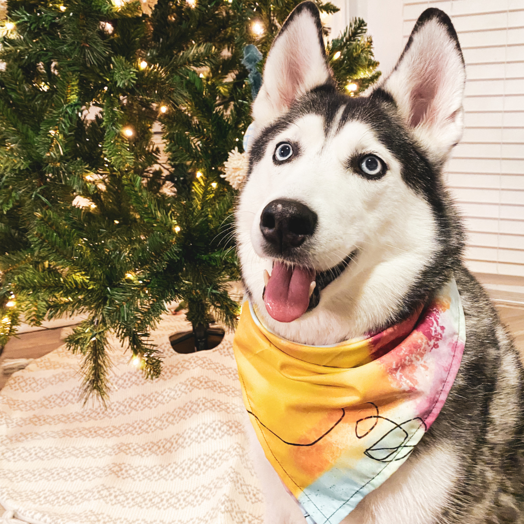 Colorful Walk- Multipurpose Bandana